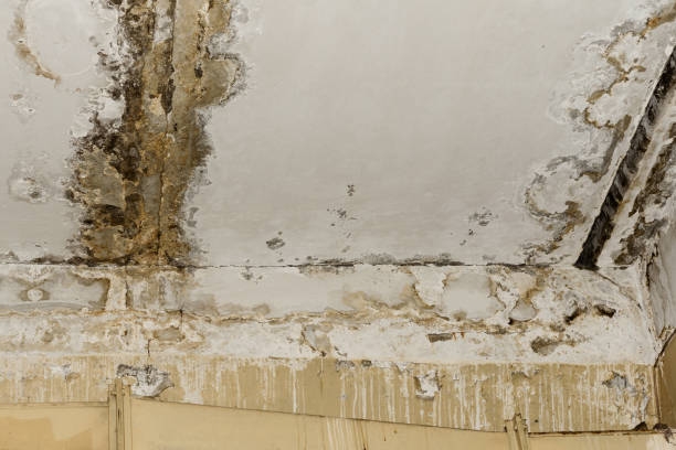 Why You Should Choose Our Mold Remediation Services in Fairview Shores, FL